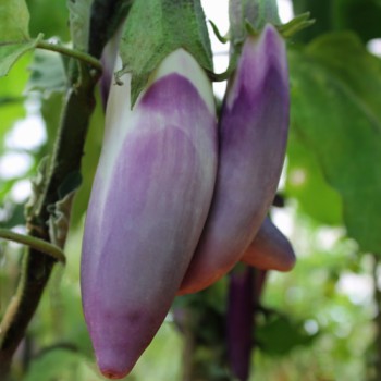 Aubergine Malaysian Dark Red (Samen)