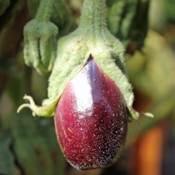 Aubergine Nastenka (Samen)