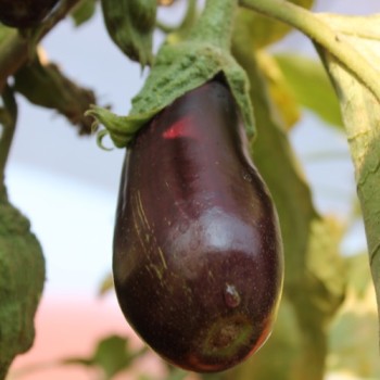 Aubergine Nastenka (Samen)