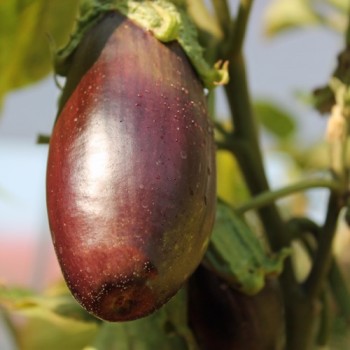 Aubergine Nastenka (Samen)