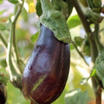 Aubergine Nastenka (Samen)