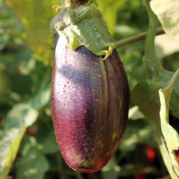 Aubergine Nastenka (Samen)