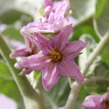 Aubergine Nastenka (Samen)