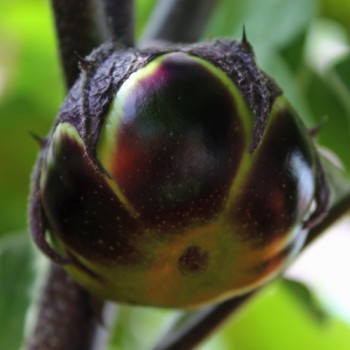 Aubergine Obsidian (Samen)