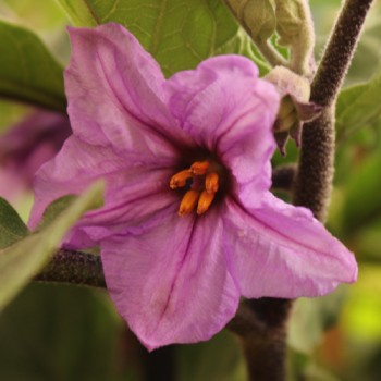 Aubergine Obsidian (Samen)