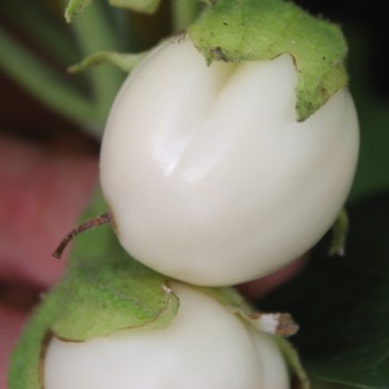 Aubergine Oeuf Blanc (Samen)