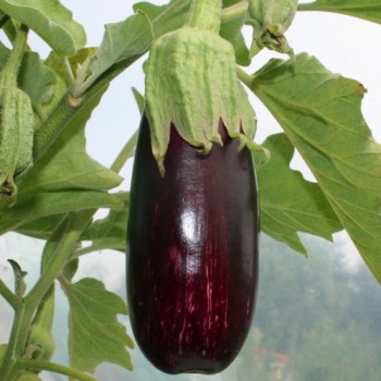 Aubergine Pandora Striped Rose (Samen)