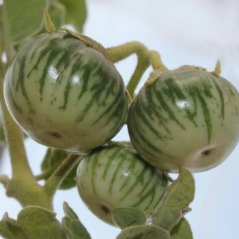 Aubergine Petch Siam (Samen)