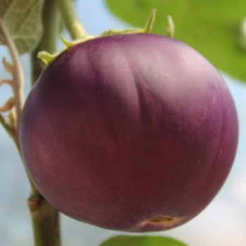 Aubergine Pjataschok (Samen)