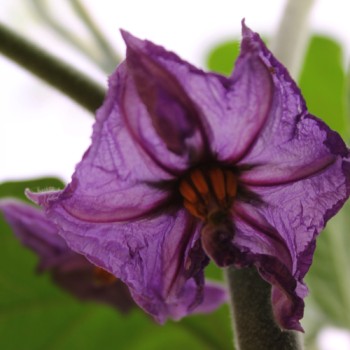 Aubergine Pjataschok (Samen)