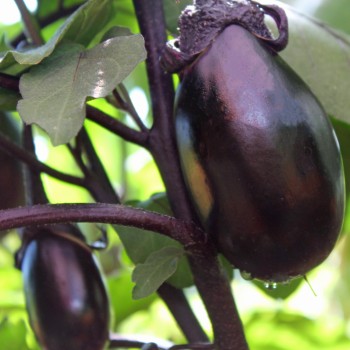 Aubergine Purple Pickling (Samen)