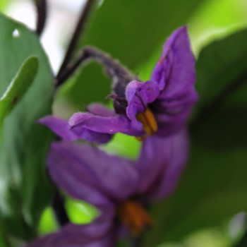 Aubergine Purple Pickling (Samen)