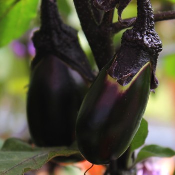 Aubergine Purple Pickling (Samen)
