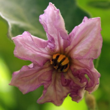 Aubergine Rosita (Samen)
