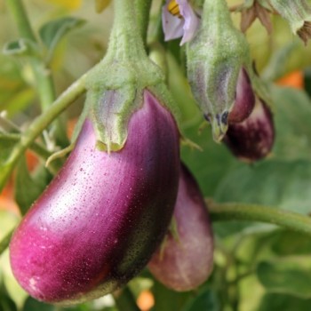 Aubergine Sirenevy (Samen)