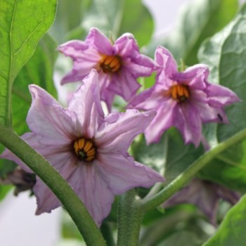 Aubergine Sirenevy (Samen)
