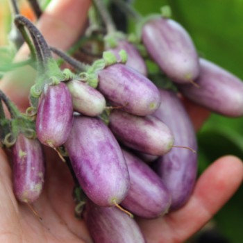 Aubergine Slim Jim (Samen)