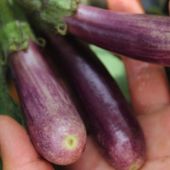 Aubergine Slim Jim (Samen)