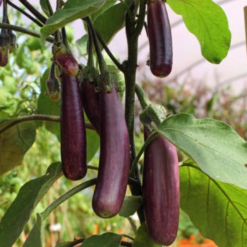 Aubergine Slim Jim (Samen)