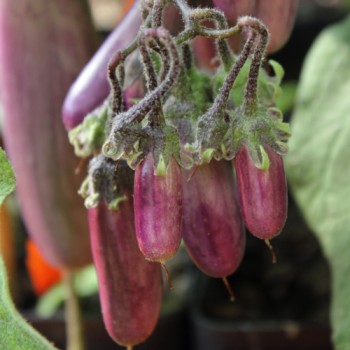 Aubergine Slim Jim (Samen)