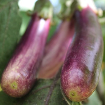 Aubergine Slim Jim (Samen)