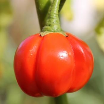 Aubergine Sweet Red (Samen)