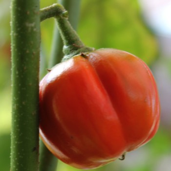 Aubergine Sweet Red (Samen)
