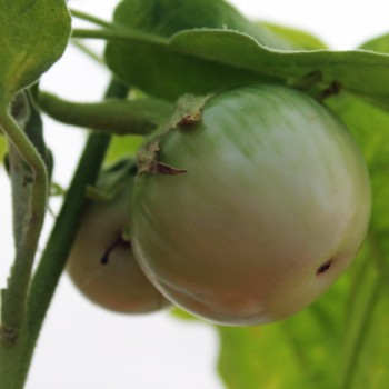 Aubergine Thai Light Round Green (Samen)