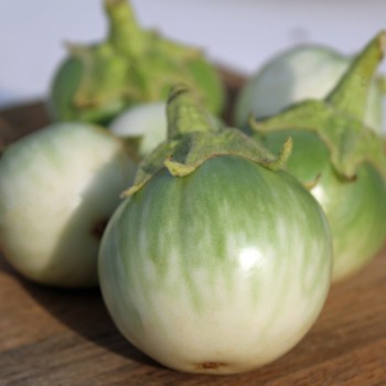 Aubergine Thai Light Round Green (Samen)