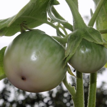Aubergine Thai Light Round Green (Samen)