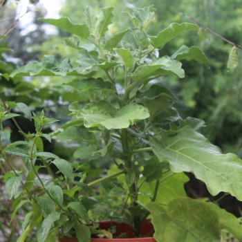 Aubergine Thai Light Round Green (Samen)