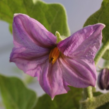 Aubergine Thai Long Green (Samen)