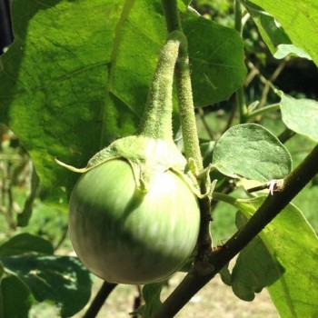 Aubergine Thai Round Green (Samen)