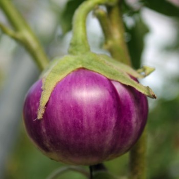 Aubergine Thai Round Violet (Samen)