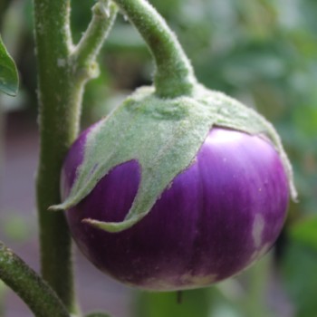 Aubergine Thai Round Violet (Samen)