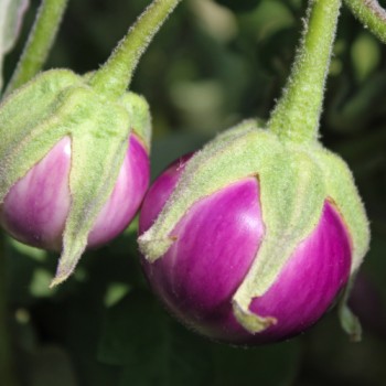 Aubergine Thai Round Violet (Samen)