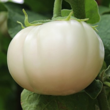 Aubergine Thai White Ribbed (Samen)