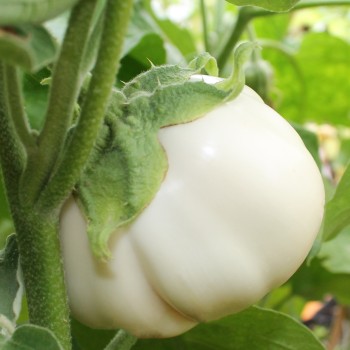 Aubergine Thai White Ribbed (Samen)