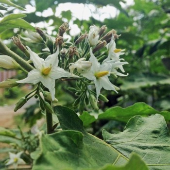 Aubergine Thornless Devil's Fig (Samen)