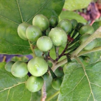 Aubergine Thornless Devil's Fig (Samen)