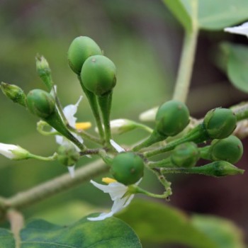 Aubergine Thornless Devil's Fig (Samen)