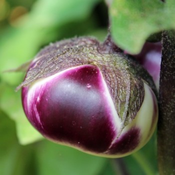 Aubergine Tolsty Barin (Samen)