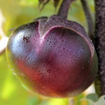 Aubergine Tolsty Barin (Samen)