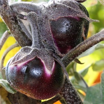 Aubergine Tolsty Barin (Samen)