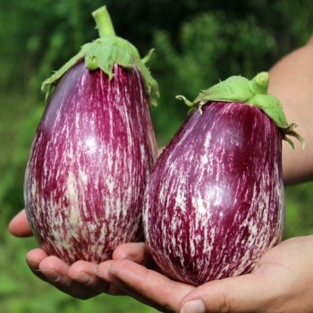 Aubergine Tsakoniki (Samen)