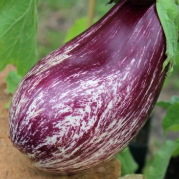 Aubergine Tsakoniki (Samen)