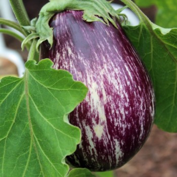 Aubergine Tsakoniki (Samen)