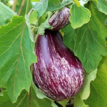 Aubergine Tsakoniki (Samen)