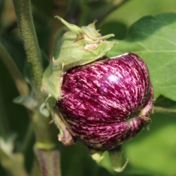 Aubergine Tsakoniki (Samen)