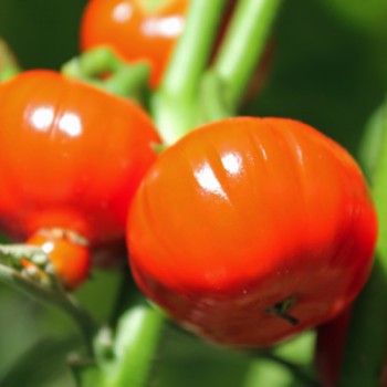 Aubergine Turkish Orange (Samen)